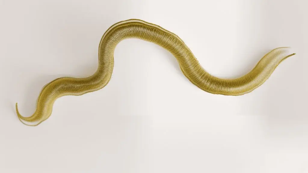 Foto van een natuurlijk ph-aaltje tegen slakken
