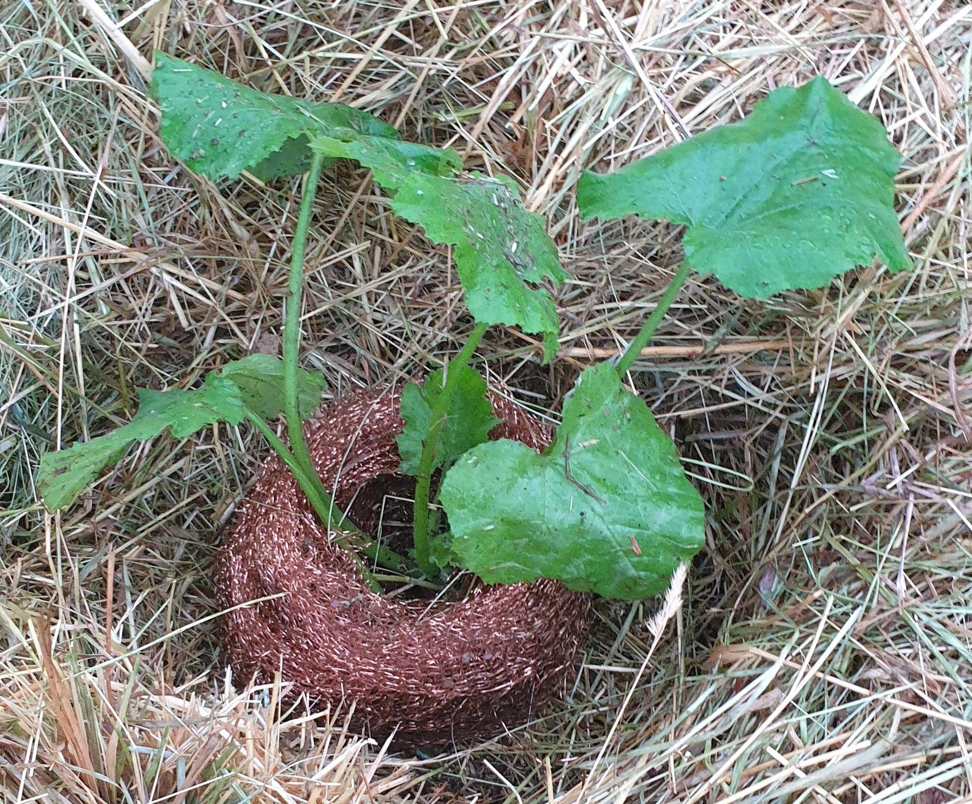 Anti-slakkennet rond een individuele plant