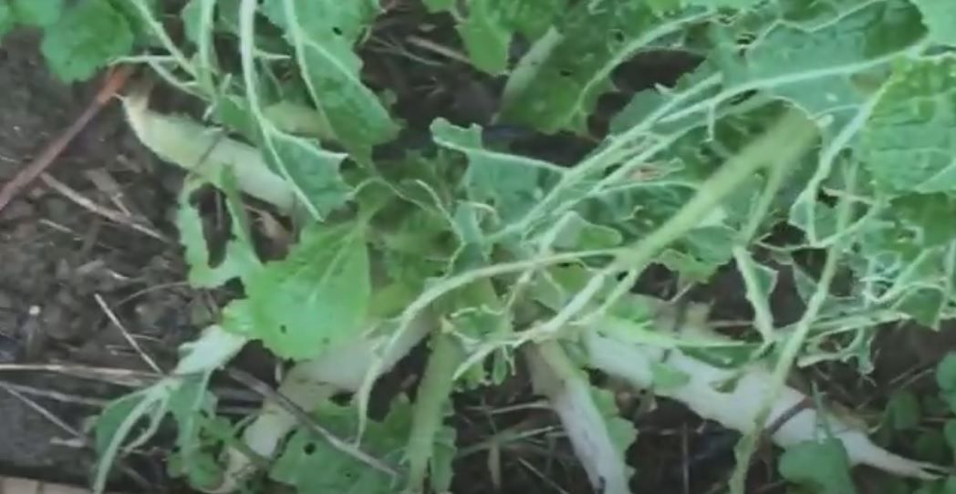 jonge koolplantjes opgevreten door de slakken