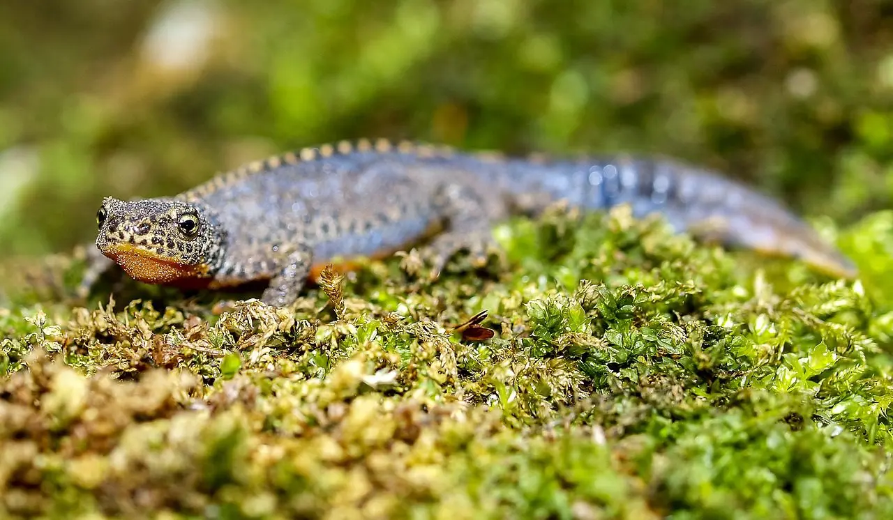 watersalamanders eten graag slakken