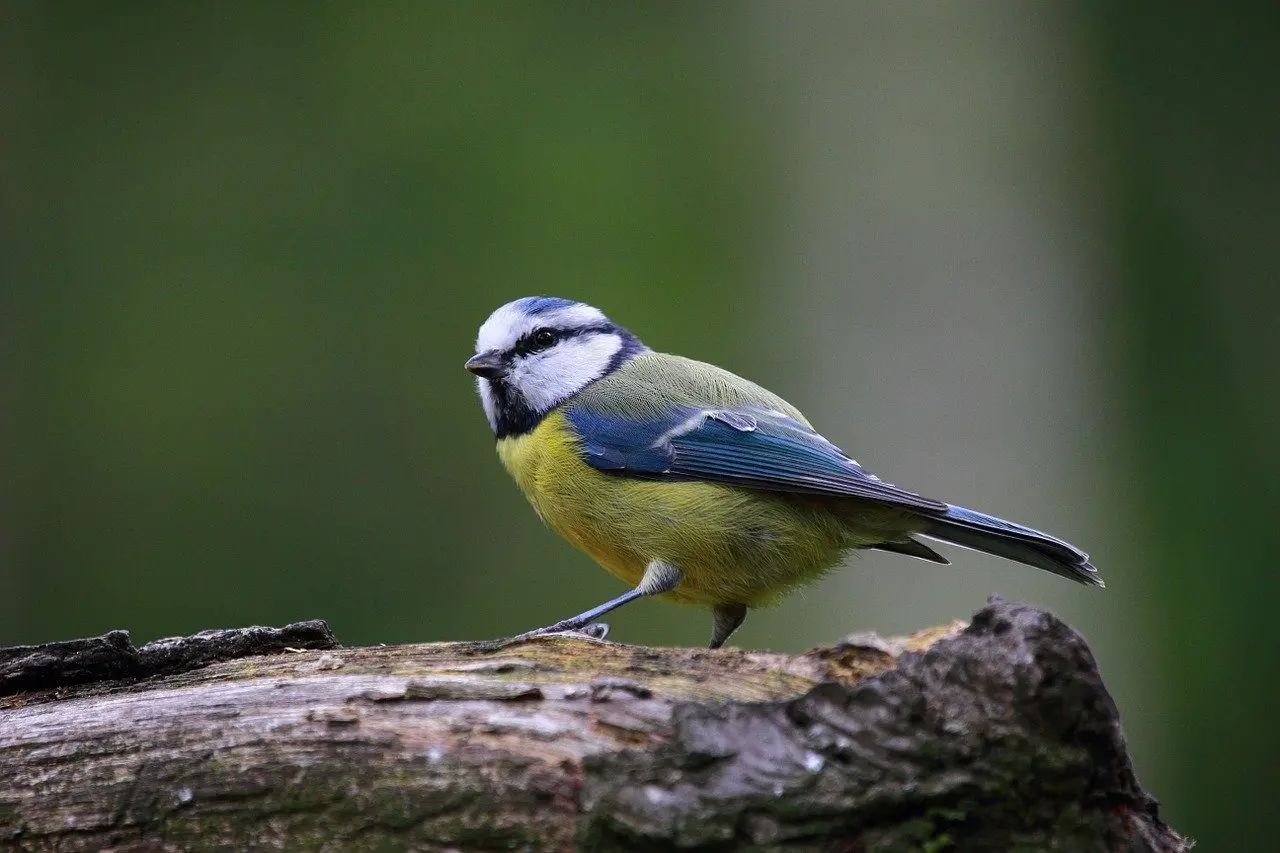 vogels predatoren slakken