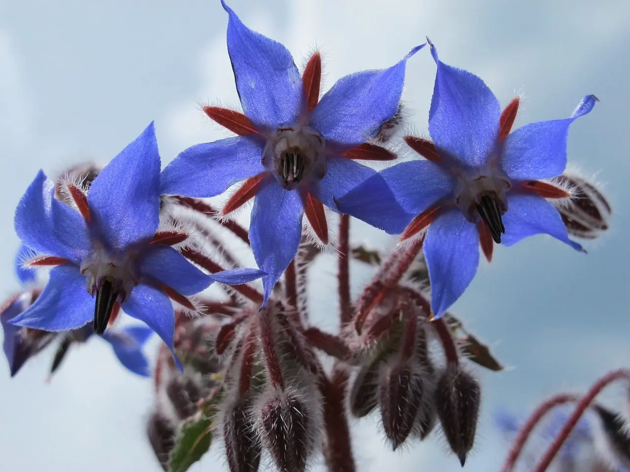 Blauwe bernagiebloemen in close-up