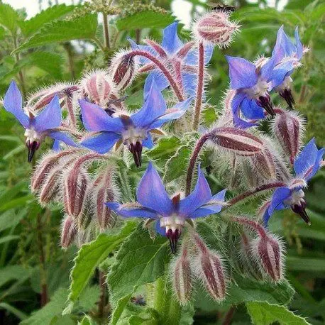 bernagie plant anti-slakken