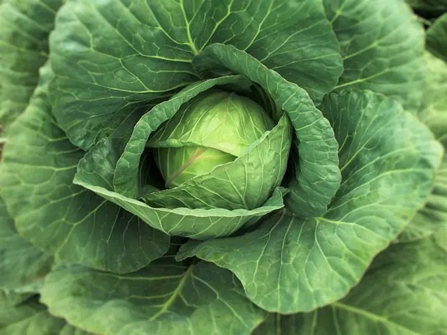 kool, een plant waar slakken dol op zijn