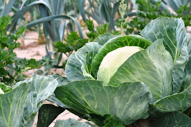 anti-slakkenmiddel schoonmaakazijn tuin moestuin
