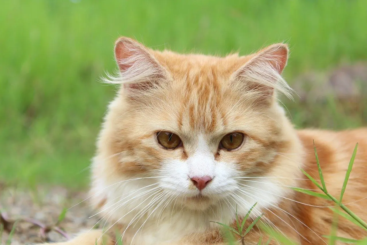 de kat is gevaarlijk voor kikkers en padden