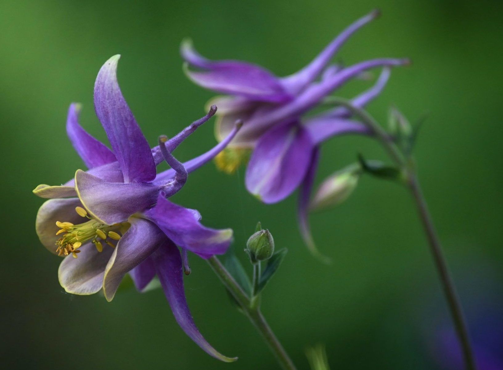 De bloemen die slakken en naaktslakken niet eten (of zelden)