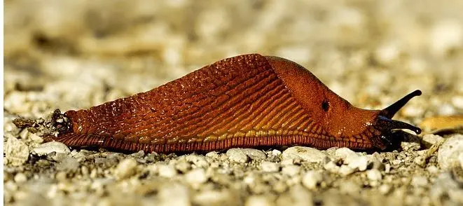 Tests en evaluatie van 30 natuurlijke “anti”-slakkenmiddelen (werken ze?)