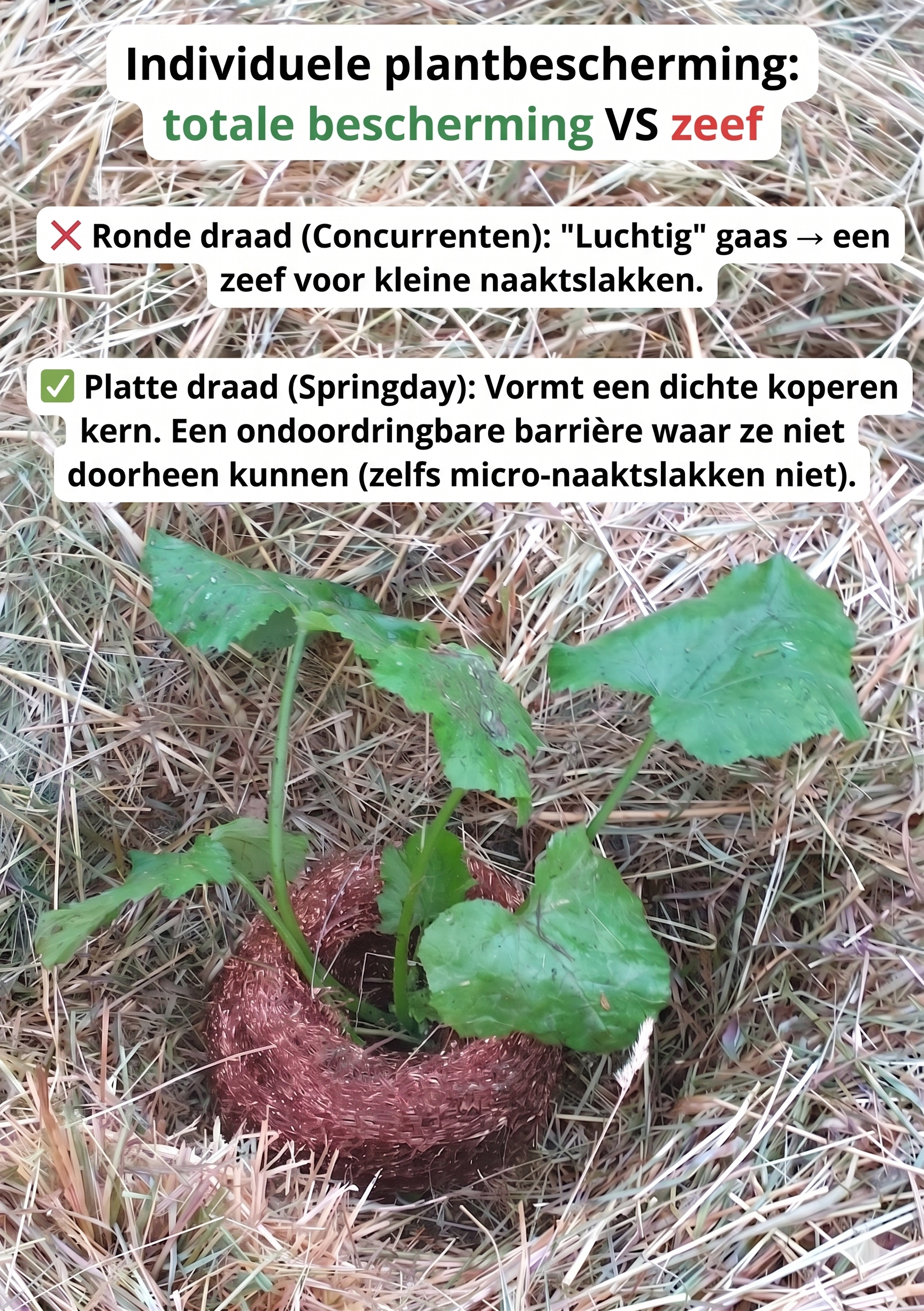 Het slakkengaas met gevlochten platte draad beschermt individuele planten volledig