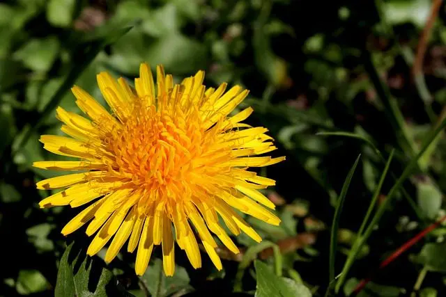 Slakken eten graag paardenbloemen