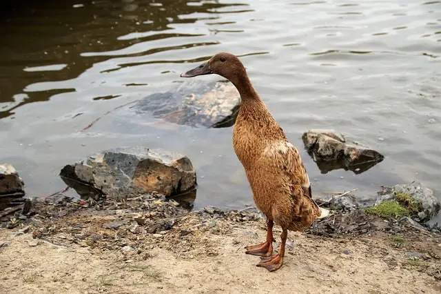 Indische loopeend geluid