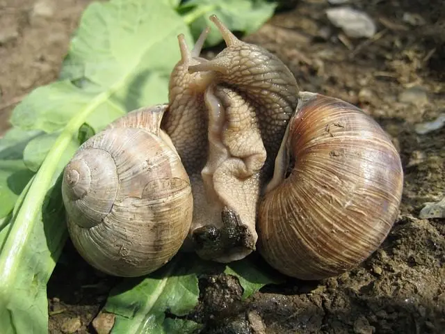 twee slakken die zich aan het voortplanten zijn