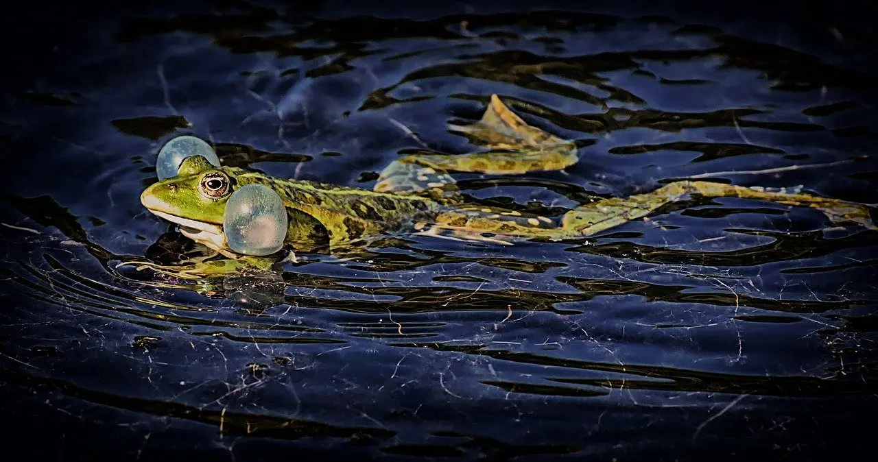 kikkers zijn natuurlijke vijanden van slakken