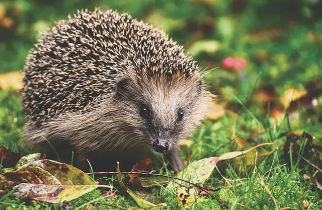 de egel eet de naaktslakken