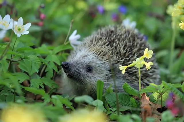 egel natuurlijke vijand slakken