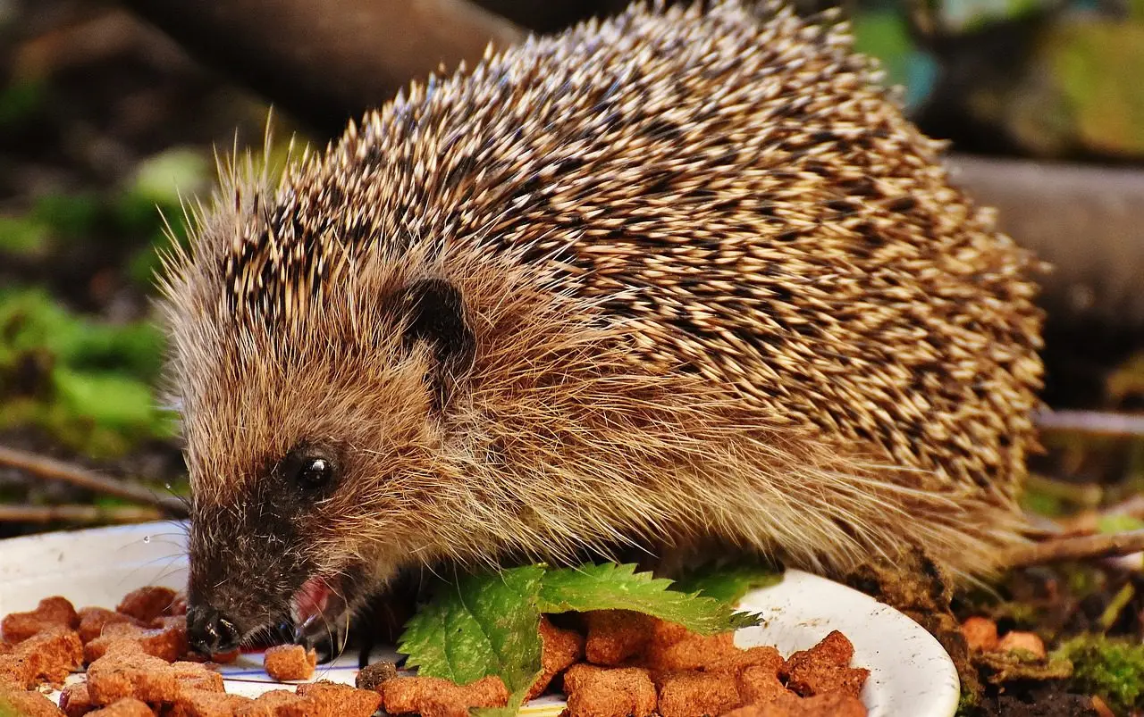 een egel eet kattenbrokken