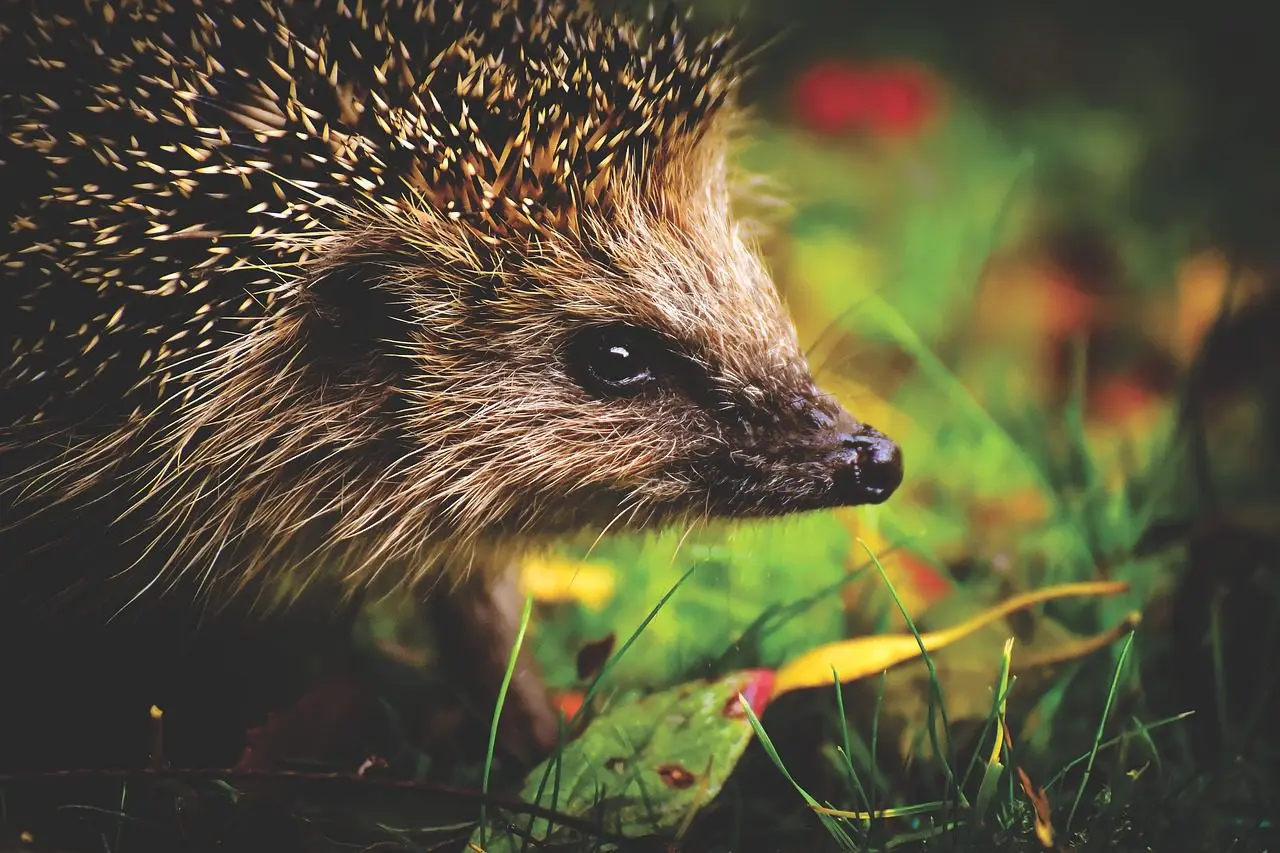 de egel is een generalistische vijand van slakken