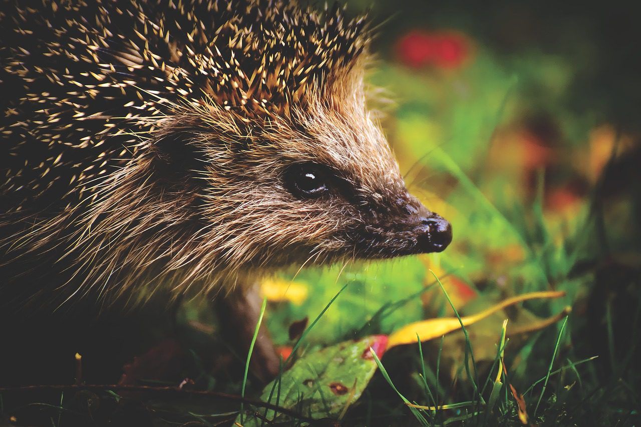De egel, een natuurlijke vijand van slakken in de tuin: moet je hem voeren? Hoe lok je hem naar de tuin?