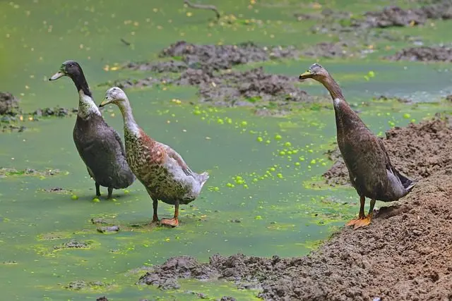 onderkomen Indische loopeend