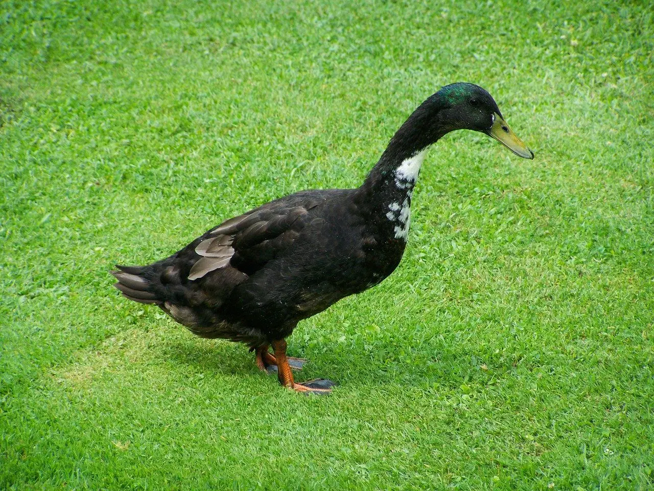 Indische loopeend slakken
