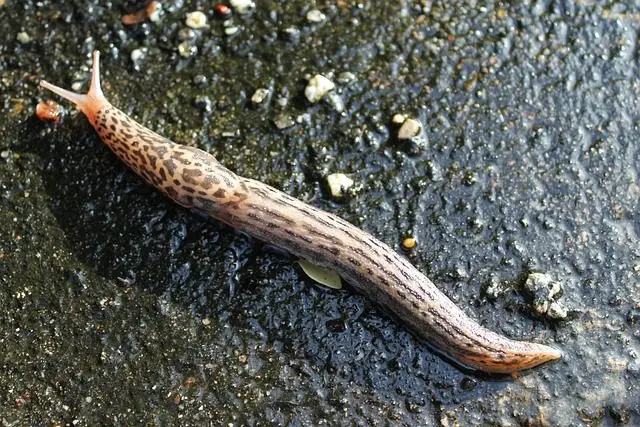 de luipaardslak is een predator van slakken