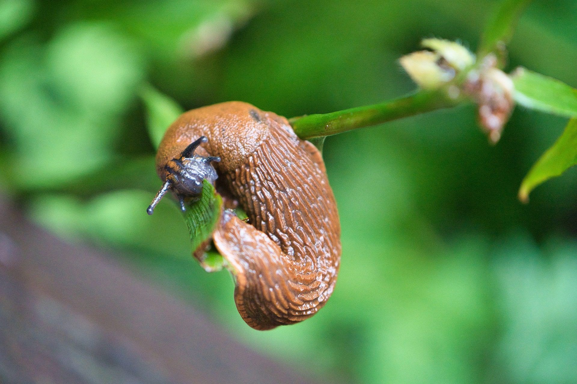Waar vind je een slakkenbestrijder die veilig is voor dieren?