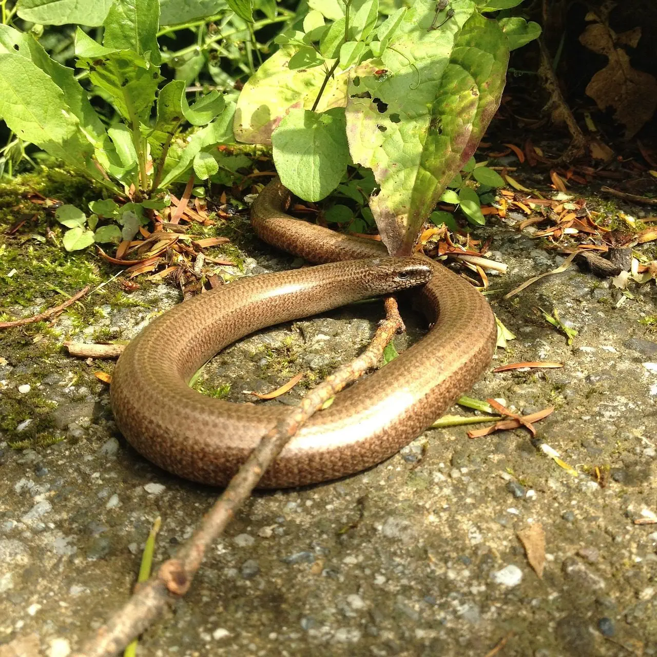 hazelworm predator slakken