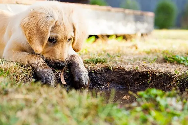 de slakkenkorrels op basis van ijzerfosfaat zijn gevaarlijk voor honden