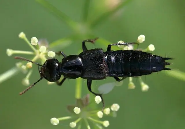 de kortschildkever is een natuurlijke vijand van naaktslakken en slakken