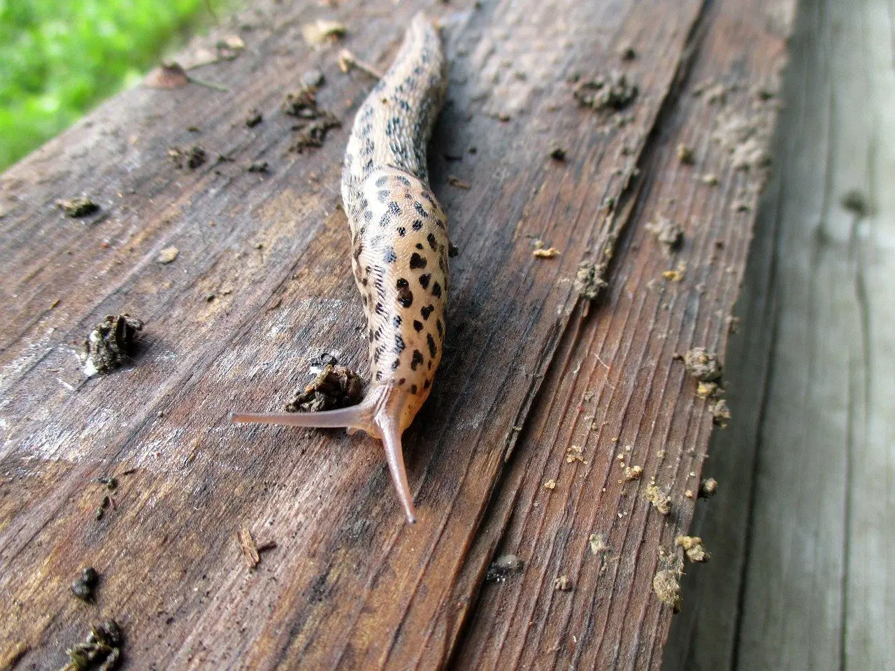 luipaardslakken natuurlijke predator