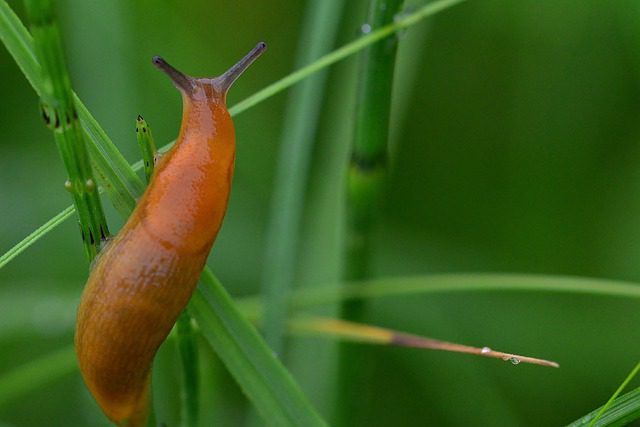 Zo verjaag je slakken op een natuurlijke manier