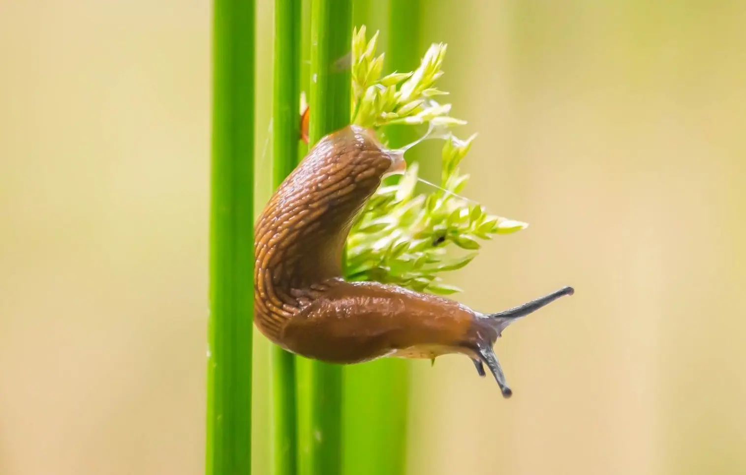 wat is het nut van slakken?