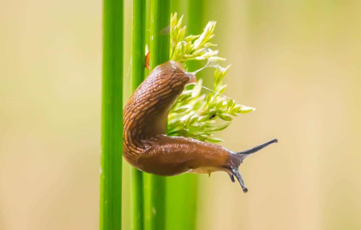 Slakken: nut in de tuin, signalen en holistisch beheer door het herinrichten van de omgeving