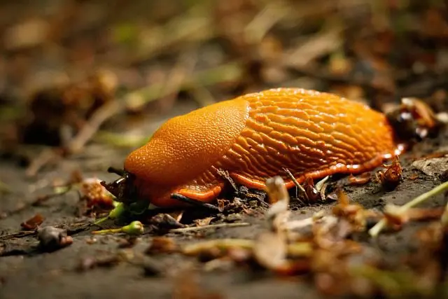 een enorme oranje naaktslak
