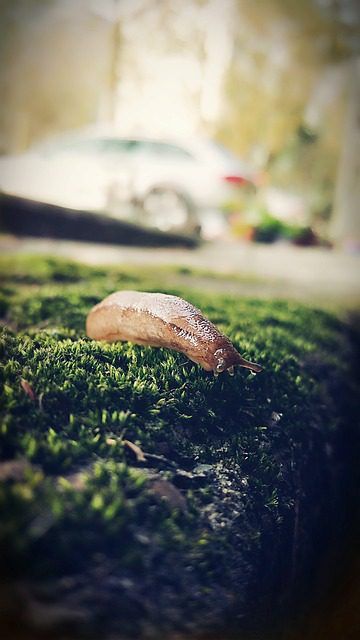 De kleine grijze naaktslak (deroceras reticulatum) – Herkenning, leefwijze en beheersing in de tuin.