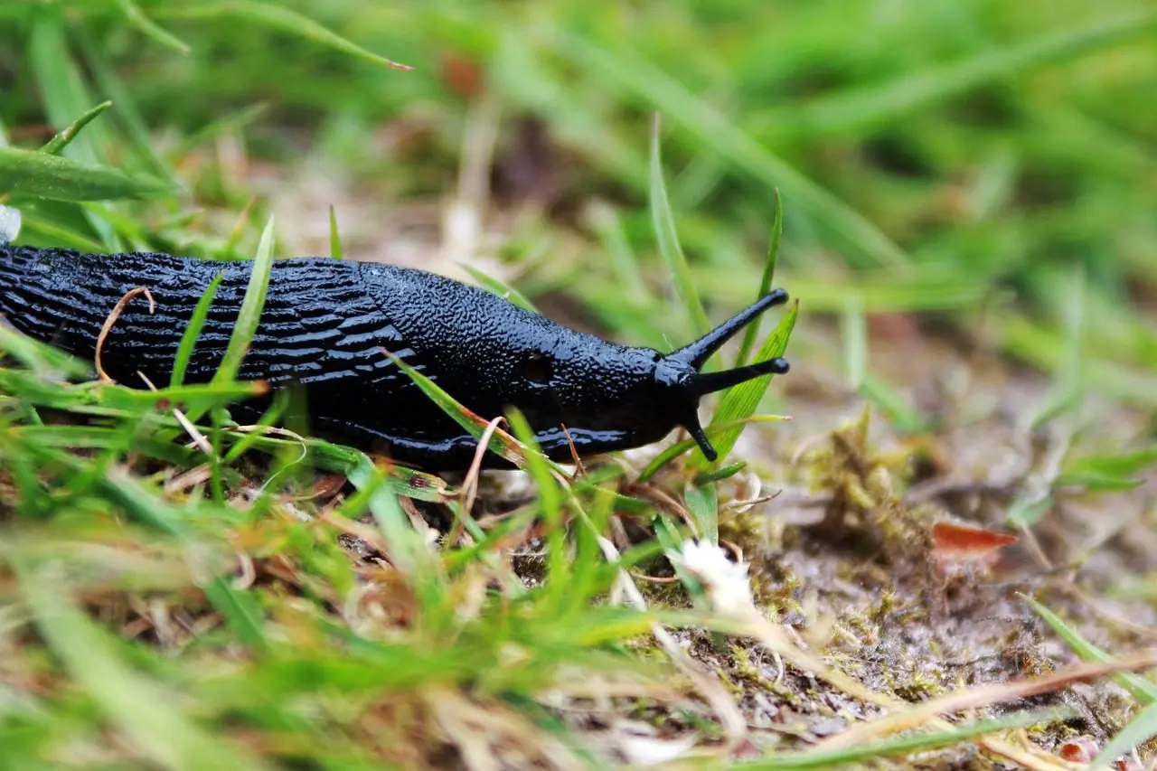 slakkenplaag in een tuin