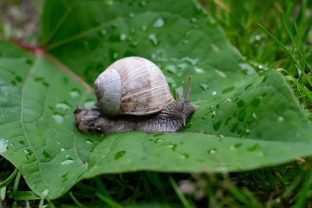 een slak die een plantenblad eet