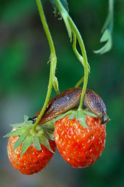 naaktslak die aardbeien eet