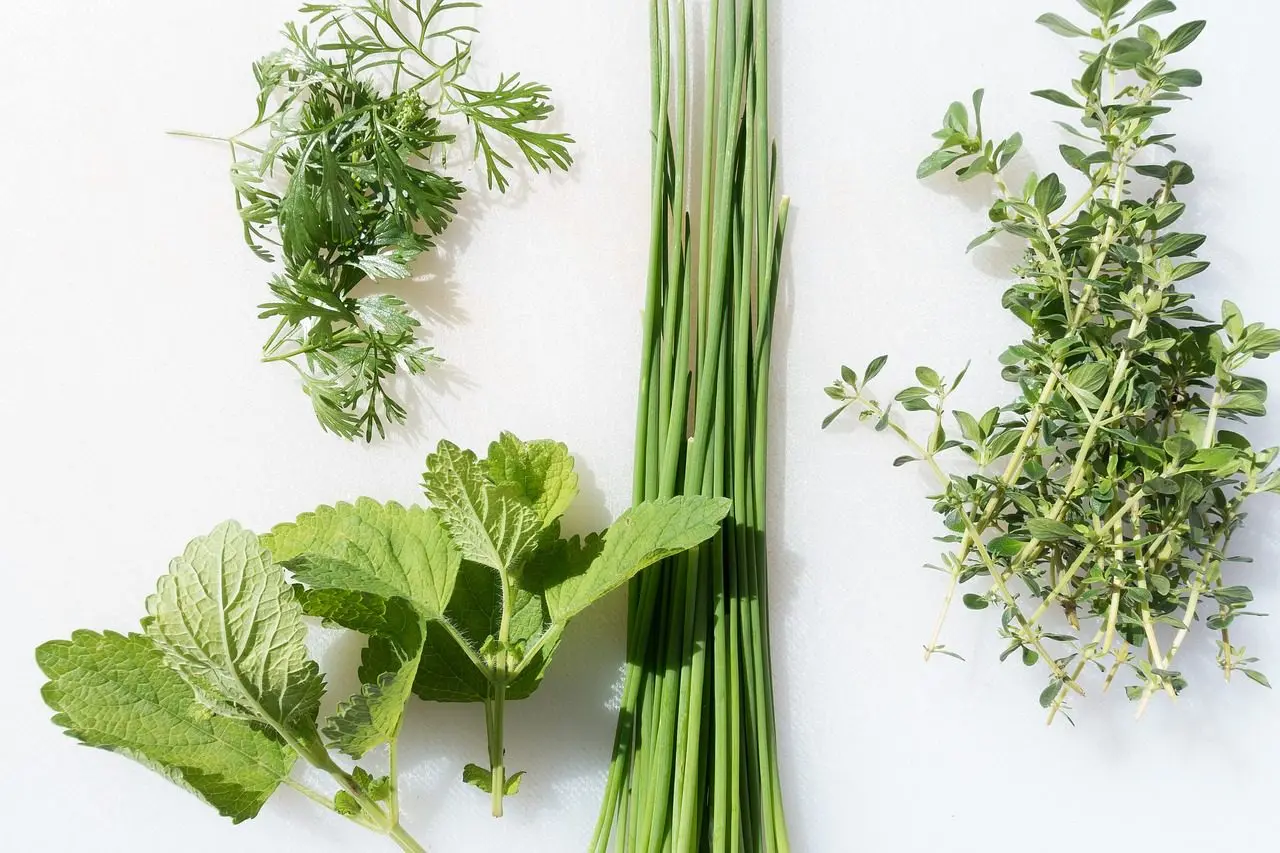 aromatische kruiden die slakken niet graag eten