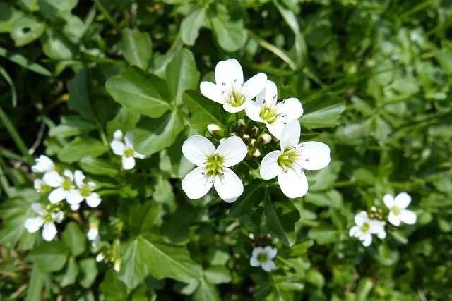 tuinkers is een slakwerende plant