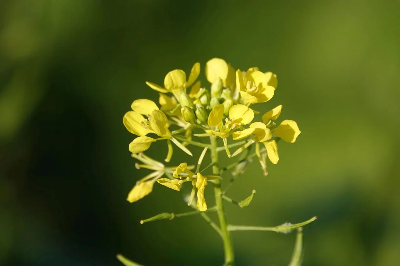 mosterdplant slakken